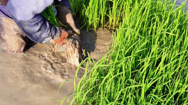 Footage Asian farmer pulling out young rice seedlings from the nursery bed. Traditional manual rice seedling uprooting process in Indonesia. Authentic agricultural labor in muddy paddy field landscape