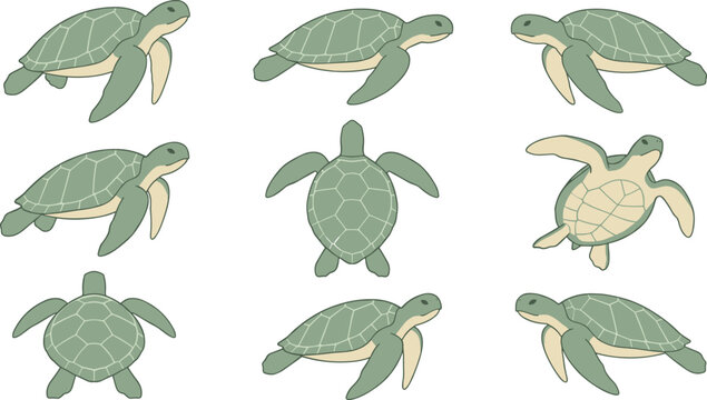 Green Sea Turtle Collection Set with Various Swimming Poses and Top View in Flat Style for Ocean, Marine, and Wildlife Designs