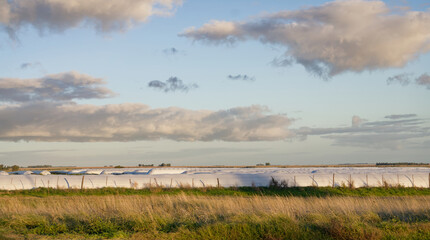 Agricultural silo bags storing grain in argentina field © Gabriel