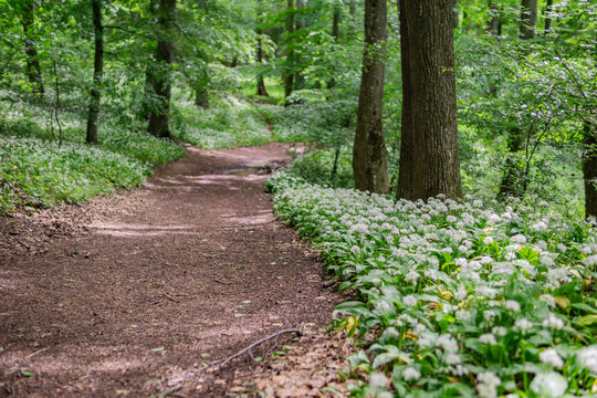 View of a forest path lined with blooming wild garlic flowers near Driny in the Male Karpaty mountains Smolenice, Trnava Region, Slovakia.