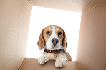 Obraz premium Cute beagle dog looking into cardboard box, view from inside package