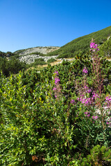 Obraz premium Landscape of Rila mountain Around Musala peak, Bulgaria