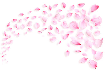Fototapeta premium Pink sakura petals flying on transparent background
