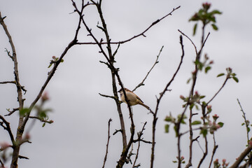 Fototapeta premium House sparrow perched on a bare branch of a blooming apple tree with young green leaves and pink flower buds against a cloudy overcast spring sky, representing bird watching and nature.