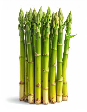 Fresh green asparagus spears, healthy food, bright, vibrant, isolated