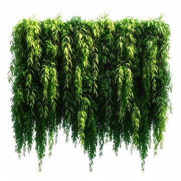 Lush green cascading foliage wall on a white background