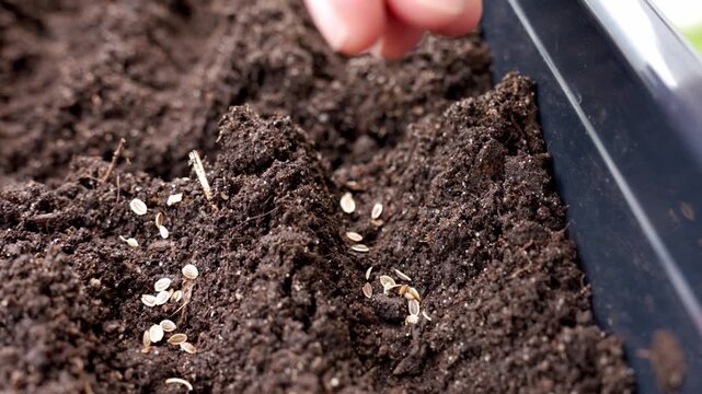 Small seeds lie on dark potting soil in a black planter as a hand sows them. Concept of seed planting, container gardening and plant growing