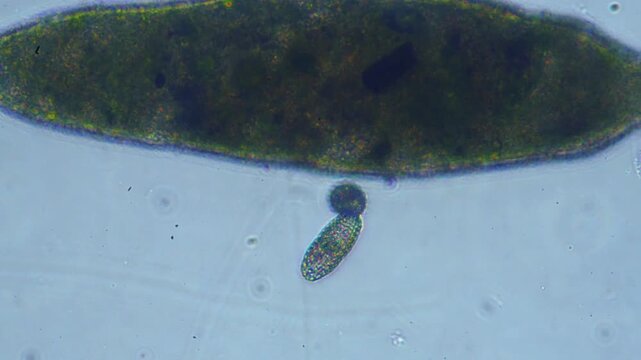 Protozoa microorganism cell movement under light microscope representing aquatic protozoology study and live evolutionary biology research in 4K Ultra HD footage