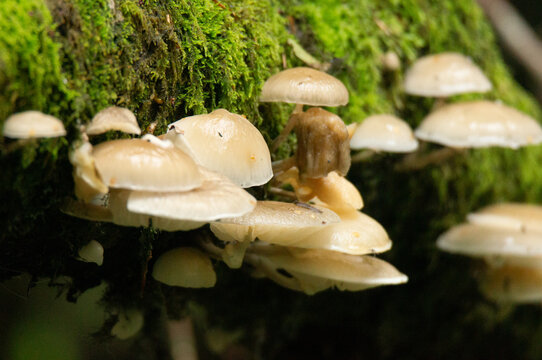 Porcelain Fungus Cluster Close-Up on Moss-Covered Log
