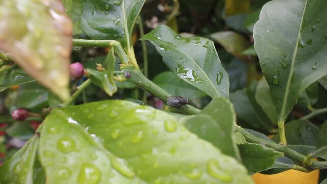 Aphids and ants on lemon tree buds with water drops after rain