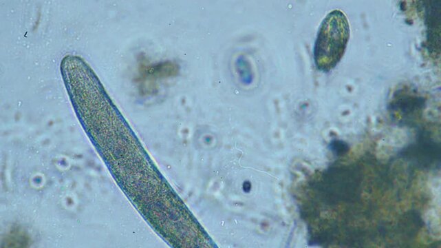 Protozoa microorganism cell movement under light microscope representing aquatic protozoology study and live evolutionary biology research in 4K Ultra HD footage