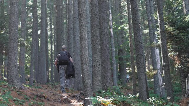 Man Hikes Forest Path Slowly in Verdant Wilderness