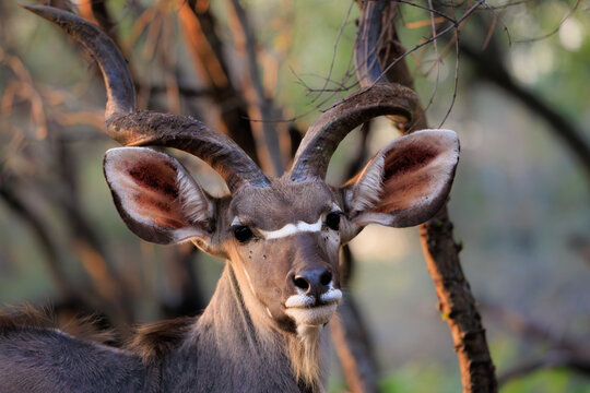 View of a male Greater Kudu with large spiral horns standing among trees in Kruger National Park Skukuza, Mpumalanga, South Africa.
