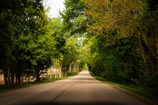 Road in the park