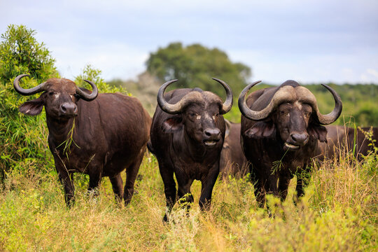 View of three Cape buffaloes standing in the savanna of Kruger National Park with tall grass and green bushes in Skukuza, Mpumalanga, South Africa.