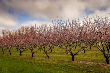 Fototapeta premium Blooming Peach Orchard in Spring, Niagara-on-the-Lake, Ontario, Canada