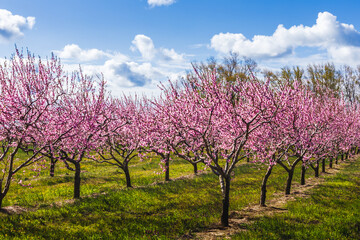Fototapeta premium Pink peach orchard (Prunus persica) in full spring bloom under a blue sky in Niagara-on-the-Lake, Ontario, Canada.