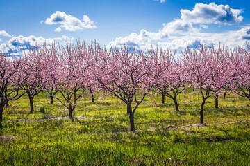Fototapeta premium Pink peach orchard (Prunus persica) in full spring bloom under a blue sky in Niagara-on-the-Lake, Ontario, Canada.