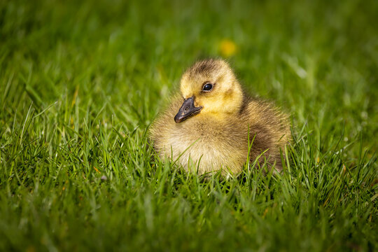 Close-up of a fluffy Canada goose gosling sitting in green grass in Hamilton, Ontario