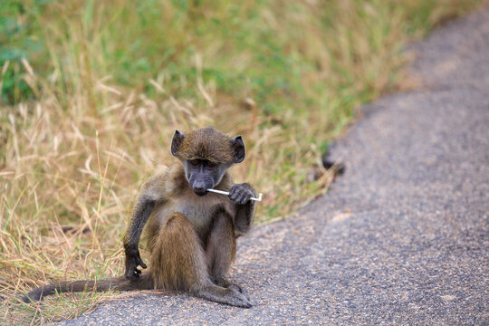 View of a baboon sitting on the edge of a road with a plastic straw in its mouth in Kruger National Park, Skukuza, Mpumalanga, South Africa.