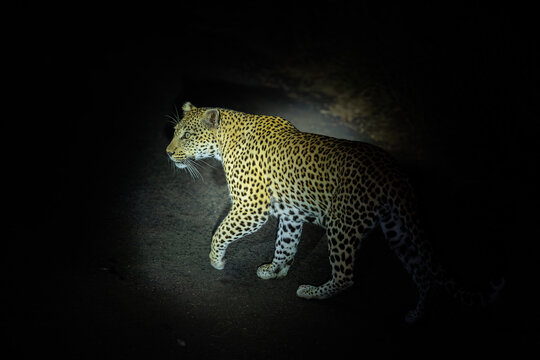 View of a leopard in Kruger National Park walking through the darkness illuminated by a spotlight at Skukuza, Mpumalanga, South Africa.