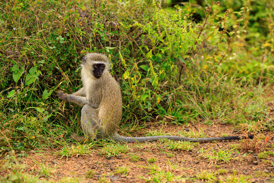 View of a vervet monkey sitting on the ground near lush green bushes in Kruger National Park, Skukuza, Mpumalanga, South Africa.
