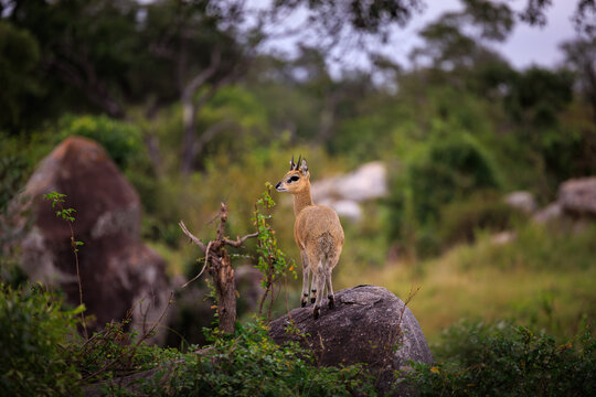 View of a klipspringer standing on a large rock surrounded by lush green trees and dense vegetation in Kruger National Park, Skukuza, Mpumalanga, South Africa.