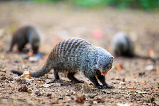 View of a group of banded mongooses foraging on the ground among dry leaves in Kruger National Park, Skukuza, Mpumalanga, South Africa.