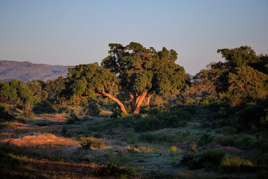 View of a large green tree standing in the savanna landscape of Kruger National Park during golden hour with hills in the background Skukuza, Mpumalanga, South Africa.