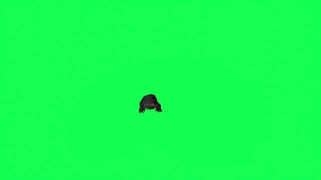 4k alligator Reptile walk approaching from a distance front view animation isolated on Green Screen Animal, 3D Realistic Crocodile walking rendering on the chroma key, video for your rhymes, stories