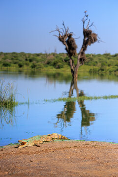 View of a crocodile with its mouth open on a riverbank near a dead tree with nests in Kruger National Park, Skukuza, Mpumalanga, South Africa.
