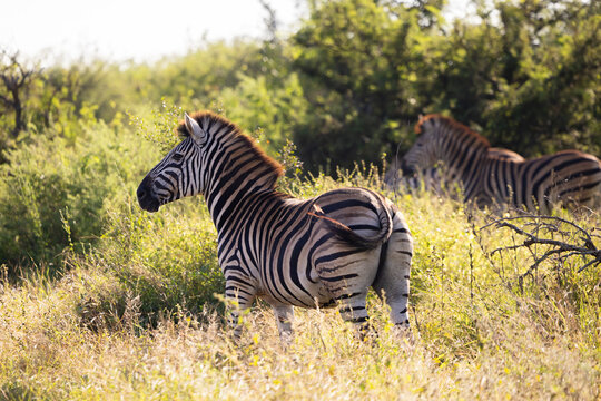View of zebras grazing in the tall grass of the savanna surrounded by lush green bushes in Kruger National Park, Skukuza, Mpumalanga, South Africa.
