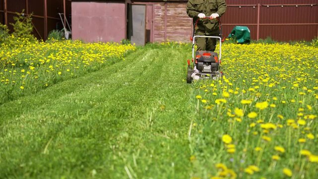 Professional gardener mowing a lush green lawn covered with bright yellow dandelions on a sunny spring day. Landscaping maintenance and seasonal yard work with a gasoline powered lawnmower