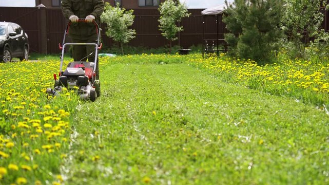 Professional gardener mowing a lush green lawn covered with bright yellow dandelions on a sunny spring day. Landscaping maintenance and seasonal yard work with a gasoline powered lawnmower
