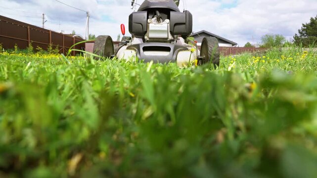 Gardener pushing a lawnmower through tall green grass in a suburban backyard, cutting weeds and dandelions during spring or summer lawn maintenance with professional landscaping equipment