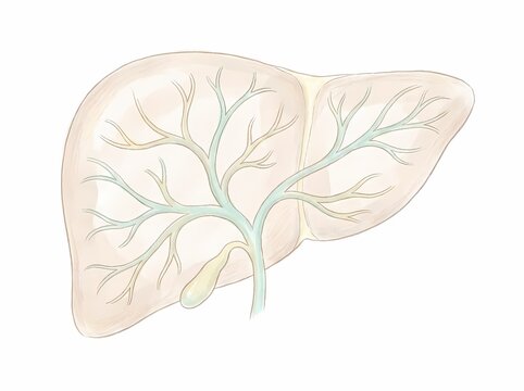 Watercolor style medical illustration of human liver anatomy with internal bile duct system and gallbladder on white background.