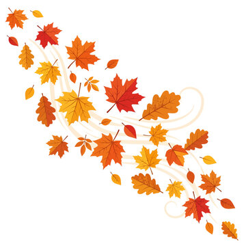 vector illustration of autumn leaves, isolated on white