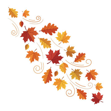 vector illustration of autumn leaves, isolated on white