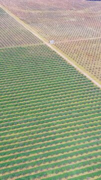 Aerial View Lush Green Tree Orchard Agriculture Field Plantation