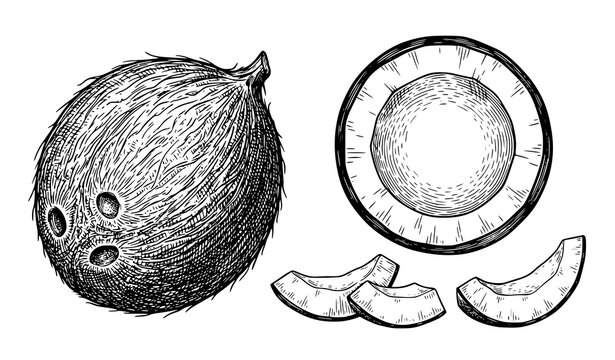 Vintage coconut sketch vector with tropical black and white fruit illustration