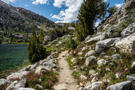 Mountain Heather Grows Along Trail Next To Upper Rae Lake In Kings Canyon