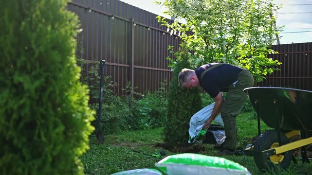 Experienced gardener pouring fertilizer from a bag around the base of a newly planted thuja tree in a backyard, enriching the soil for healthy growth on a sunny day