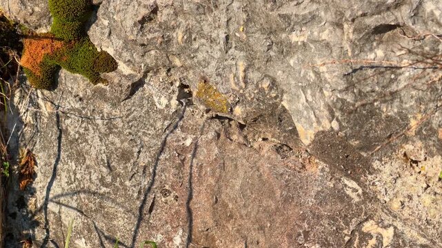A green wall lizard reptile rests motionless on a sunlit rocky stone surface with moss and lichen creating a natural wildlife scene of Mediterranean fauna in warm habitat, and then hides in a hole