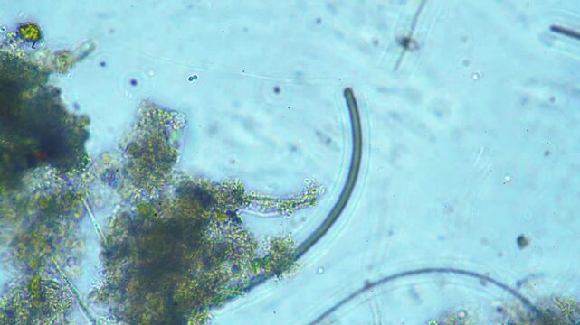 Protozoa microorganism cell movement under light microscope representing aquatic protozoology study and live evolutionary biology research in 4K Ultra HD footage