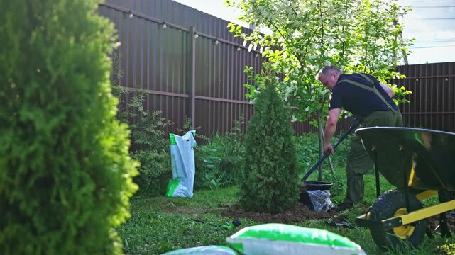 Dedicated male landscaper in overalls digging a hole with a shovel to plant a thuja tree, performing seasonal gardening work to improve the backyard landscape on a sunny day