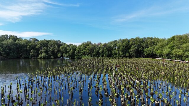 A high-angle view captures a thriving mangrove plantation where countless young saplings stand submerged in reflective coastal waters, each marked by small information plaques in a vital conservation