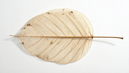 Dried Leaf Minimalist Background 