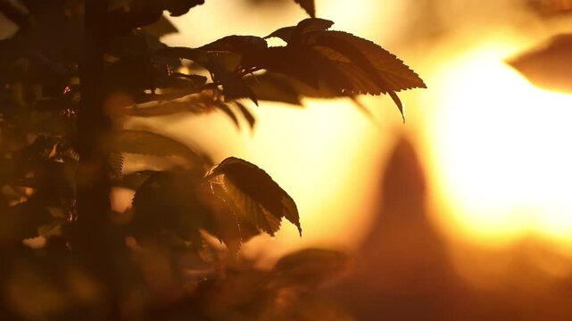 Sun shining through tree branches at morning, selective focus and bokeh effect. Camera moving right