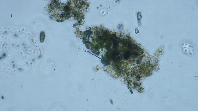 Protozoa microorganism cell movement under light microscope representing aquatic protozoology study and live evolutionary biology research in 4K Ultra HD footage