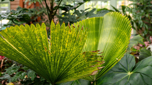 Tropical plants and flowers in Balboa botanical garden of Casa de Balboa in San Diego, California USA